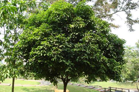 Jenis-jenis Pohon Yang Biasa Ditanam Sebagai Pohon Peneduh 